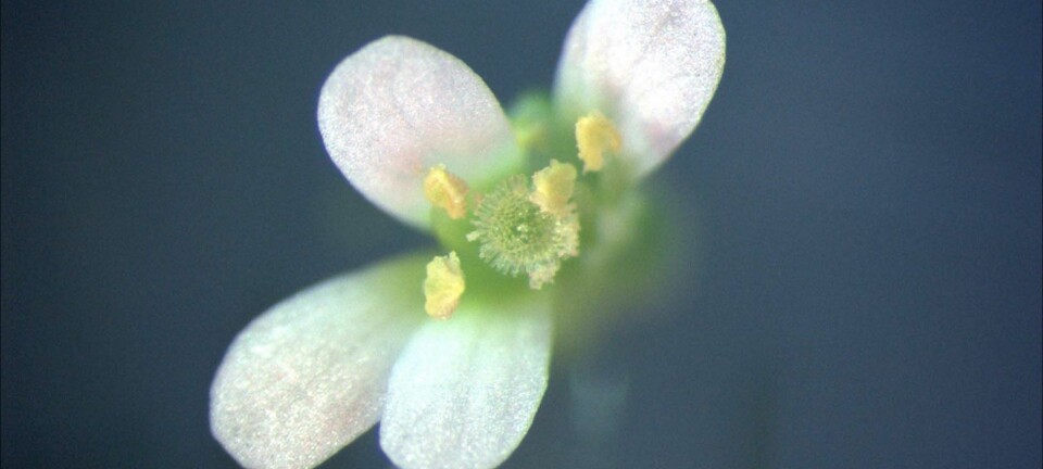 'Studier og forskning på vårskrinneblom (Arabidopsis thaliana), gir oss kunnskaper om en lang rekke andre plantevekster.'