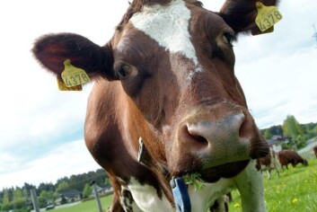 Sekvensa heter kua på bildet. Hun har gitt DNA til kartleggingen av kuas genom. Denne informasjonen kan på sikt brukes til å bedre helsen og øke melkeproduksjonen til norske kyr. Foto: Linda Cartridge Sekvensa heter kua på bildet. Hun har gitt DNA til kartleggingen av kuas genom. Denne informasjonen kan på sikt brukes til å bedre helsen og øke melkeproduksjonen til norske kyr. Foto: Linda Cartridge