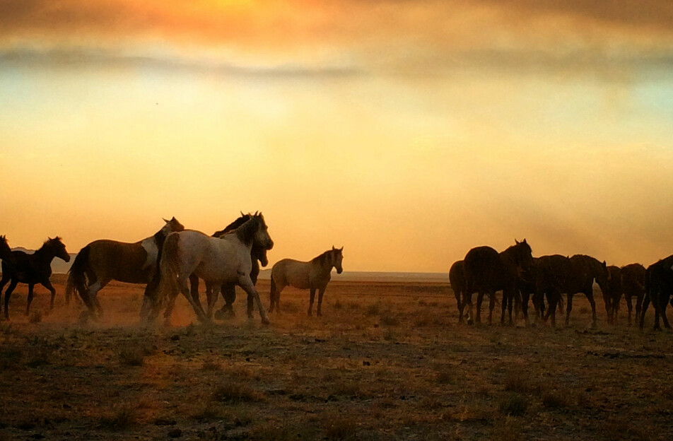 Ville hester er en stolthet og en utfordring i Nord-Amerika.