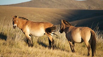Hvis ikke hestene hadde kommet seg ut av Nord-Amerika, så hadde de trolig ikke eksistert i dag