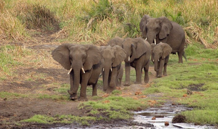Afrikanske elefanter (Foto: Colourbox)