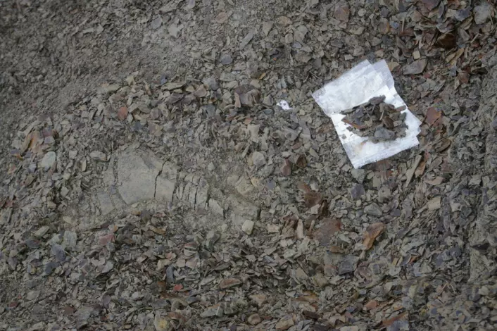 "Her er knokkelen, som er rundt 40 centimeter lang. Nå håper øglegraverne å finne resten av skjelettet i fjellsiden. (Foto: Bjørnar Kjensli)"
