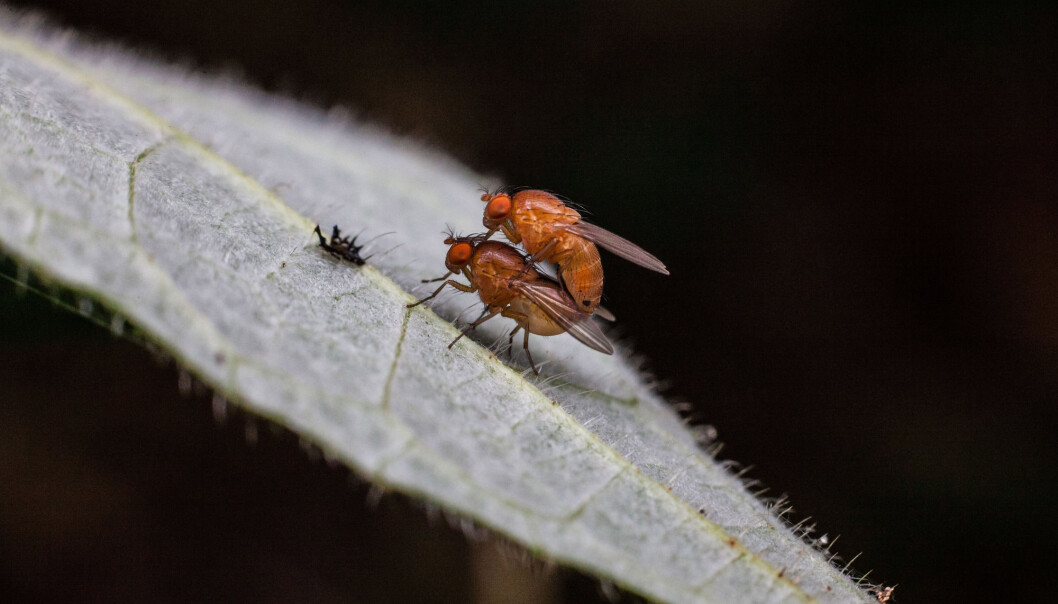 Høyere temperaturer er en trussel mot fruktbarheten til dyr og insekter, og dermed hele det biologisk mangfoldet, ifølge ny studie. Høyere temperaturer er en trussel mot fruktbarheten til dyr og insekter, og dermed hele det biologisk mangfoldet, ifølge ny studie.