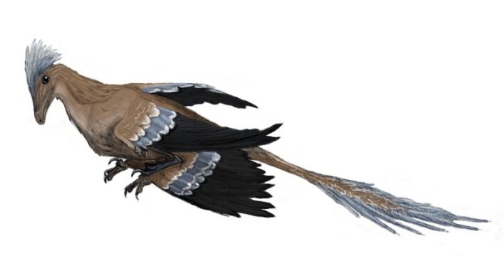 "Illustrasjon av hvordan Microraptor kan ha sett ut. (Illustrasjon: Matt Martyniuk, Creative Commons 3.0)" "Illustrasjon av hvordan Microraptor kan ha sett ut. (Illustrasjon: Matt Martyniuk, Creative Commons 3.0)"