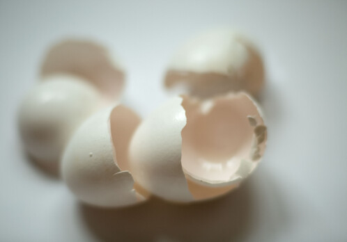 Recycling of Eggshells into Biomaterials for Bone Regeneration