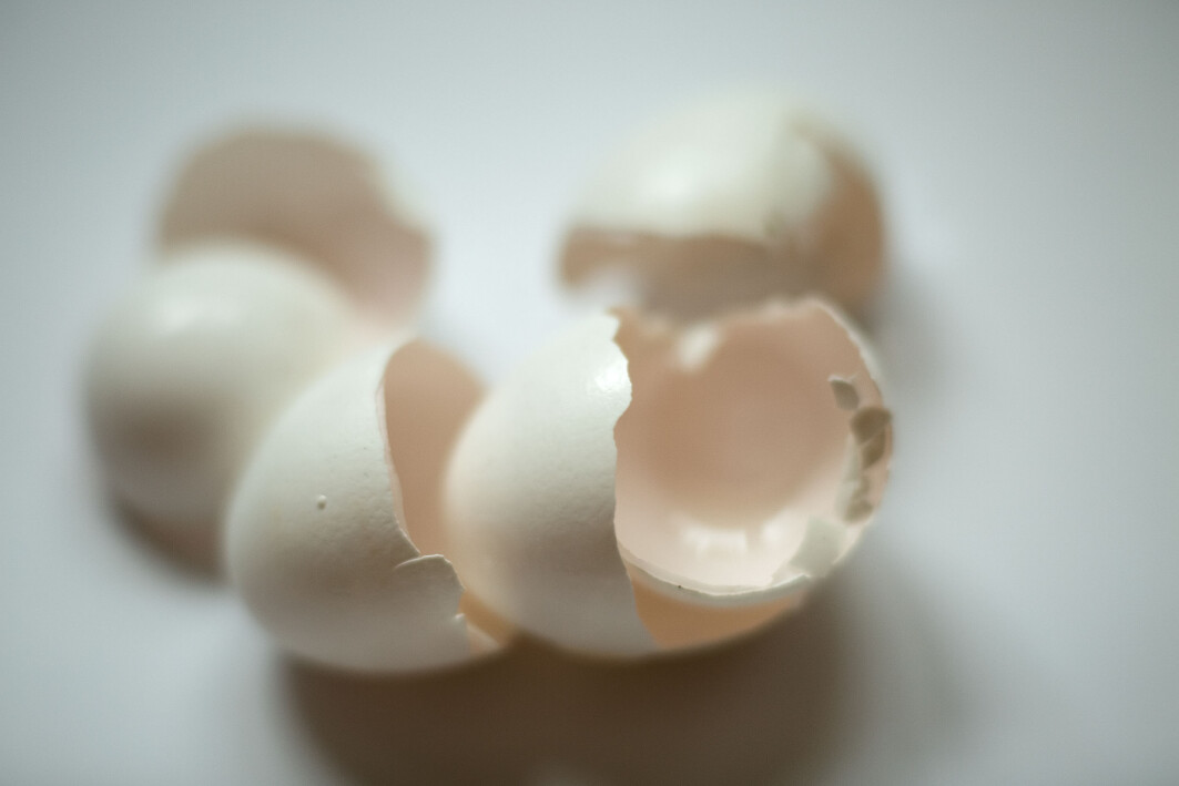 Synthesized properly in the lab, the calcium from the eggshell can be transformed into Amorphous calcium phosphates (ACP), a component that can replace the inorganic part of the bone, he explains furthermore. Synthesized properly in the lab, the calcium from the eggshell can be transformed into Amorphous calcium phosphates (ACP), a component that can replace the inorganic part of the bone, he explains furthermore.