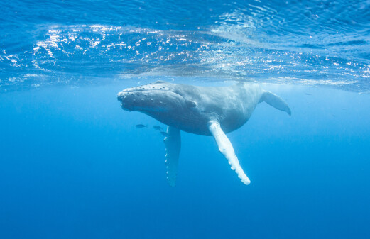 Fish and whales keep greenhouse gases in the ocean