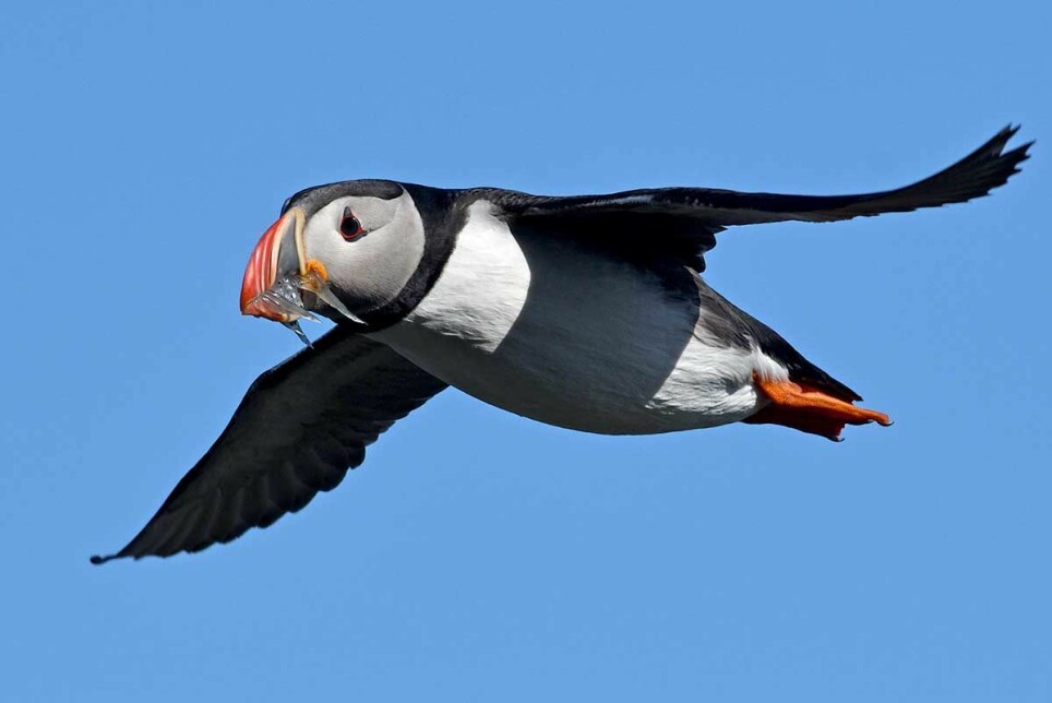 The optimum temperature for puffins in Iceland has been shown to be 7.1°C. Both lower and higher sea temperatures resulted in a decline in offspring production.