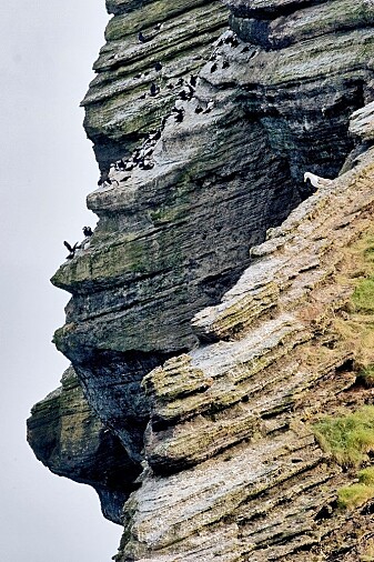 “There are some slight hopes that puffins will be able to adapt to the changing situation to some extent,” according to Hansen and Sandvik. “There are some slight hopes that puffins will be able to adapt to the changing situation to some extent,” according to Hansen and Sandvik.