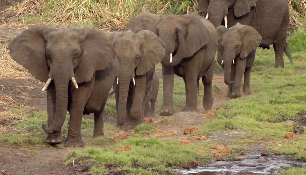 Elefant-herjinger hjelper amfibiene