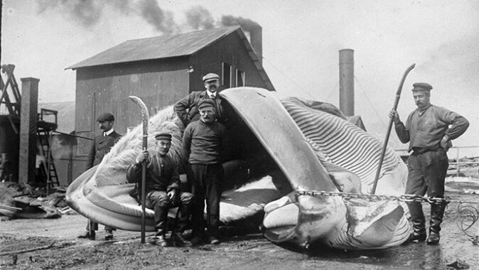Whales have played an important part in developing Western capitalist economies. Here, four men are posing in front of a whale at Olna Station i Olnafirth, Shetland, 1906. Whales have played an important part in developing Western capitalist economies. Here, four men are posing in front of a whale at Olna Station i Olnafirth, Shetland, 1906.