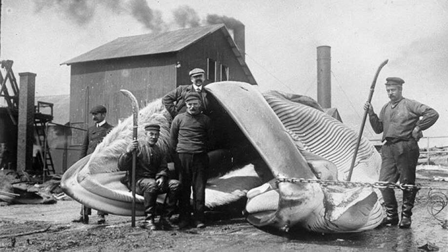 Whales have played an important part in developing Western capitalist economies. Here, four men are posing in front of a whale at Olna Station i Olnafirth, Shetland, 1906.