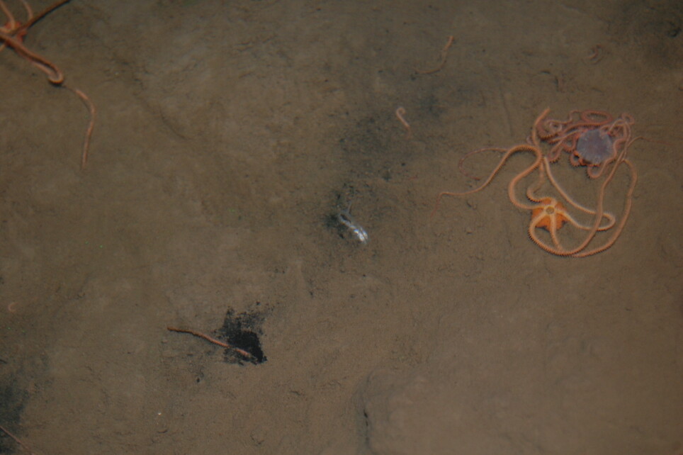 Dyrene som lever på bunnen, sier mye om tilstanden der. Her ser vi to eksemplarer av slangestjernen Amphiura filiformis på overflaten av sjøbunnen. Egentlig skal de leve delvis nedgravd.