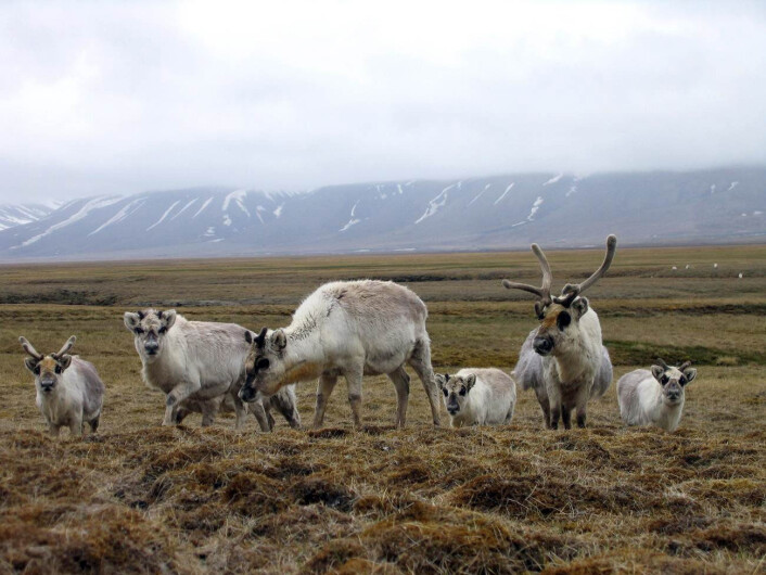 Svalbardrein i sitt naturlige miljø på Svalbard. (Foto: Nicholas Tylor) Svalbardrein i sitt naturlige miljø på Svalbard. (Foto: Nicholas Tylor)