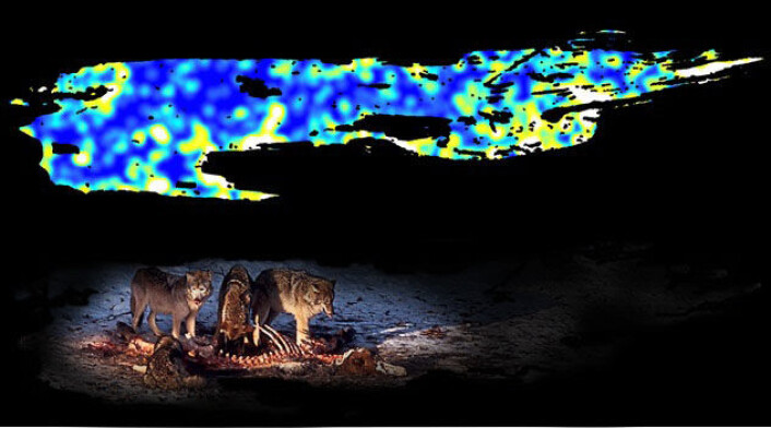 På kartet over området ved kysten av Isle Royale National Park vises stedene der ulvene har felt elg som gule og hvite flekker i landskapet. Disse flekkene er også områder med mye næring i jorda. (Foto: Michigan Technological University) På kartet over området ved kysten av Isle Royale National Park vises stedene der ulvene har felt elg som gule og hvite flekker i landskapet. Disse flekkene er også områder med mye næring i jorda. (Foto: Michigan Technological University)