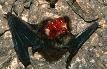 Flaggermus fra hulen i Ungarn, drept av kjøttmeis. (Foto: Petér Estók) Flaggermus fra hulen i Ungarn, drept av kjøttmeis. (Foto: Petér Estók)