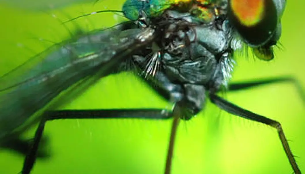 Insekthjerner gir superpiloter