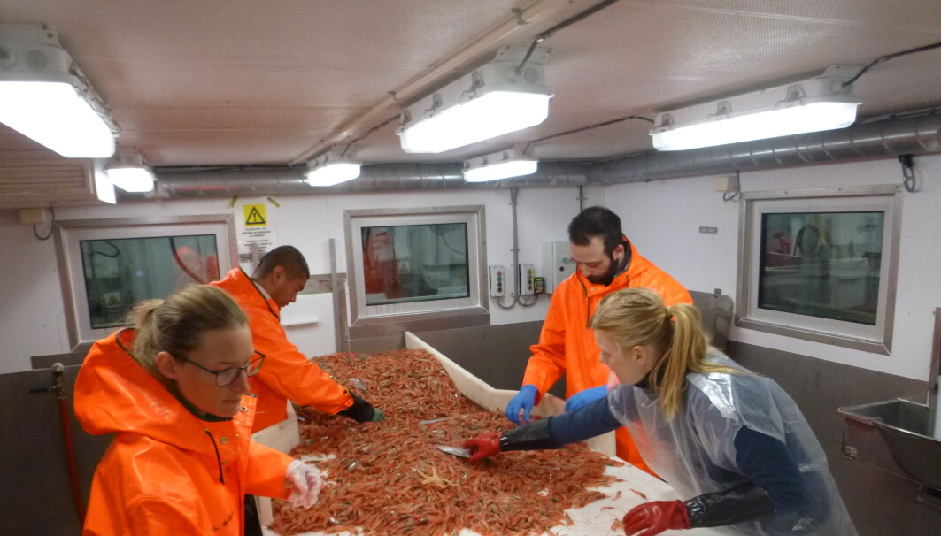 Sortering fra en fangst fra bunntrål på gang, hva og hvem finner vi? Sortering fra en fangst fra bunntrål på gang, hva og hvem finner vi?