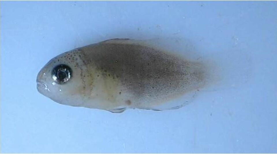Fiskelarver som denne blir forvirret og tiltrekkes av lukter de normalt sett skal avsky når de vokser opp i vann med for lav pH.