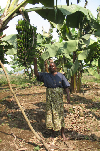 Stor bananklase i Tanzania. (Foto: May-Guri Sæthre) Stor bananklase i Tanzania. (Foto: May-Guri Sæthre)