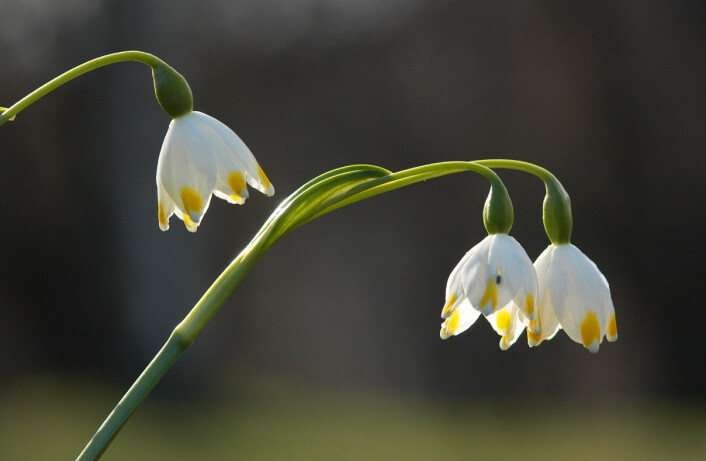 Klosterklokke, Leucojum vernum(Foto: Per Aas, Naturhistorisk museum) Klosterklokke, Leucojum vernum(Foto: Per Aas, Naturhistorisk museum)