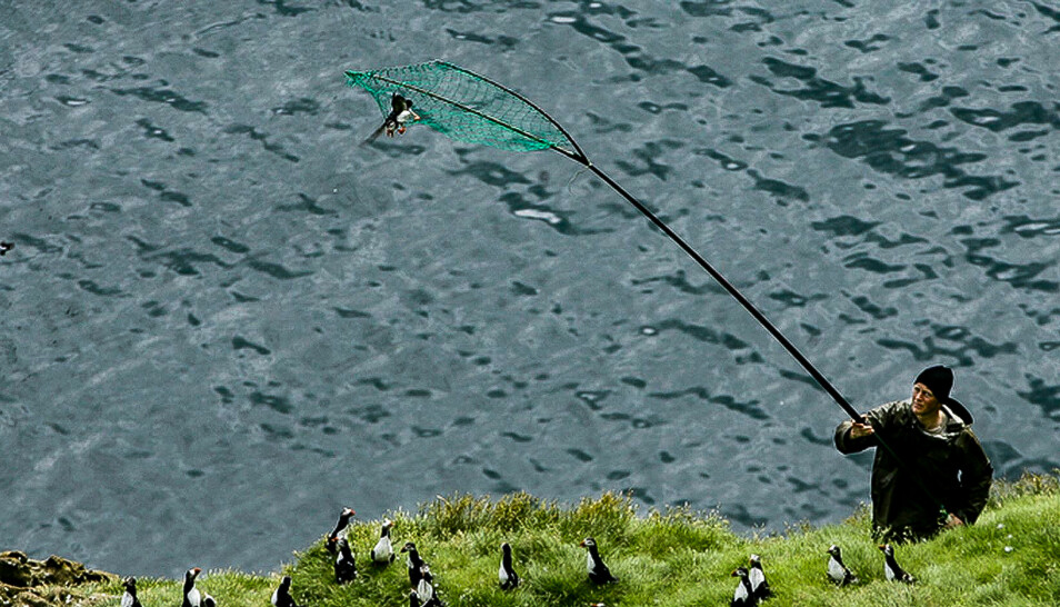 Puffin hunting in the the Westman Islands.