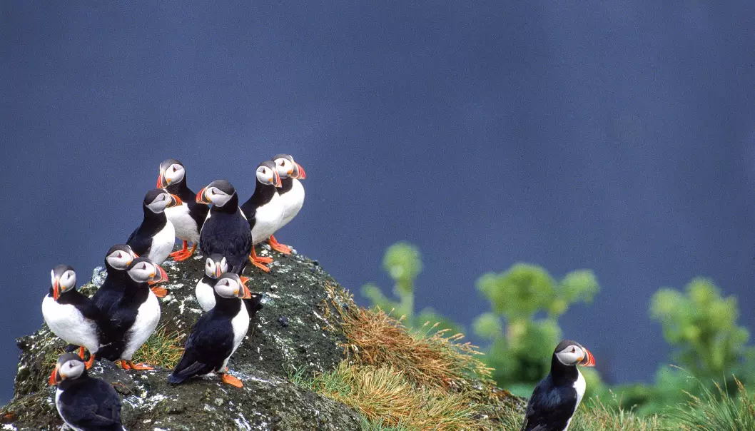 Puffins in the the Westman Islands.