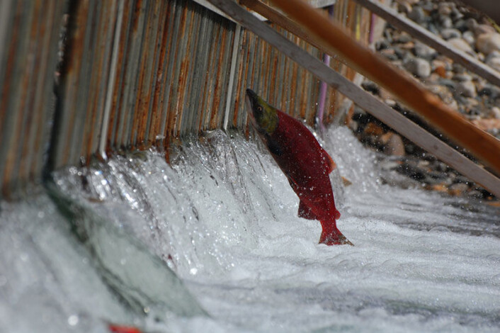 Sockeye-laks venter på å komme opp elva. Ny studie fra Canada viser at ulike bestander av denne laksen i samme vassdrag har høy grad av spesialisering i forhold til sitt miljø. (Foto: Matt Casselman) Sockeye-laks venter på å komme opp elva. Ny studie fra Canada viser at ulike bestander av denne laksen i samme vassdrag har høy grad av spesialisering i forhold til sitt miljø. (Foto: Matt Casselman)