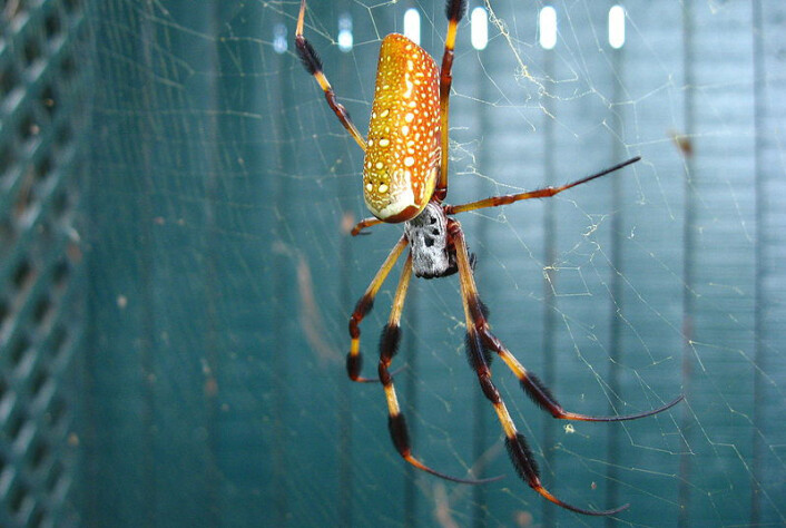 Kjempehjulspinneren, Nephila clavipes, skal forskes på i rommet. (Foto: Maximus Aurelius, Wikimedia commons) Kjempehjulspinneren, Nephila clavipes, skal forskes på i rommet. (Foto: Maximus Aurelius, Wikimedia commons)