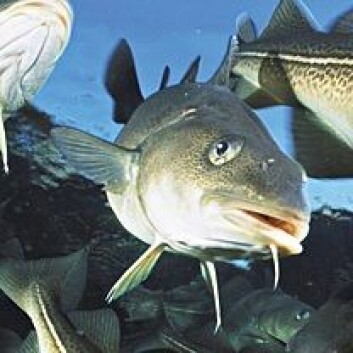 Bestanden av torsk i Nordsjøen er kraftig svekket på grunn av overfiske, men også høyere vanntemperaturer bidrar til nedgangen.