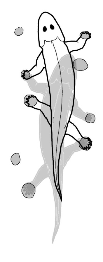 Slik tror man at tetrapoden så ut. (Illustrasjon: Per Ahlberg) Slik tror man at tetrapoden så ut. (Illustrasjon: Per Ahlberg)