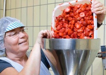 Berit Karoline Martinsen har produsert syltetøy av mange ulike sorter jordbær og bringebær. (Foto: Kjell J. Merok) Berit Karoline Martinsen har produsert syltetøy av mange ulike sorter jordbær og bringebær. (Foto: Kjell J. Merok)