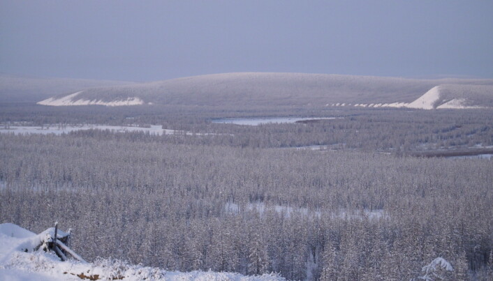 Den russiske taigaen i Nord-Sibir. Dette er kun et illustrasjonsbilde. Den russiske taigaen i Nord-Sibir. Dette er kun et illustrasjonsbilde.