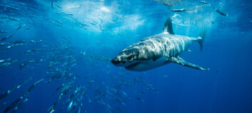 Satellite tagging 8-metre sharks