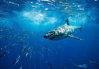 Satellite tagging 8-metre sharks