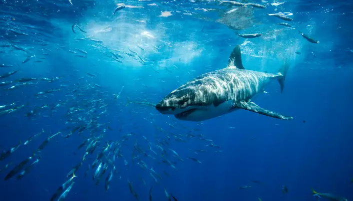 For 19 millioner år siden holdt haiene på å dø ut