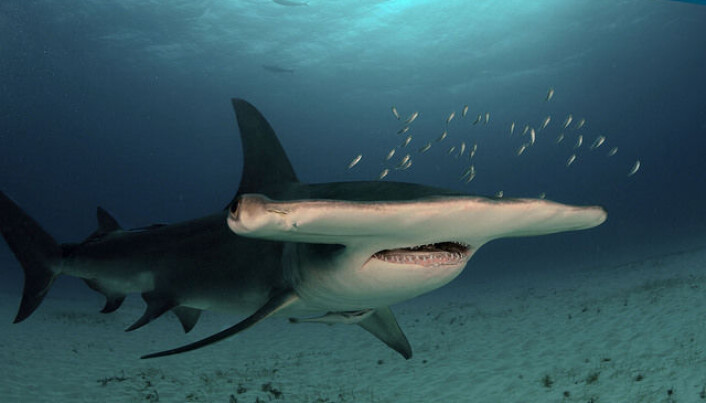 Hammerhai, også kalt <span class=" italic" data-lab-italic_desktop="italic">great hammerhead</span>. Hammerhai, også kalt <span class=" italic" data-lab-italic_desktop="italic">great hammerhead</span>.
