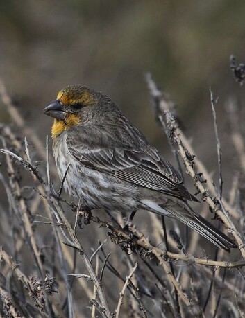 "Ser du ut som denne hannfinken, kan du glemme å få deg dame - med mindre du er villig til å flytte på deg. (Foto: Basar/Wikimedia Commons)" "Ser du ut som denne hannfinken, kan du glemme å få deg dame - med mindre du er villig til å flytte på deg. (Foto: Basar/Wikimedia Commons)"