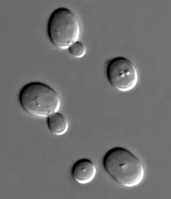 Mikroskopi av gjærsopp (Foto: Masur, Wikimedia Commons)