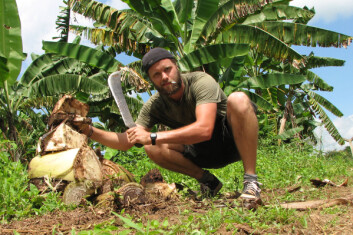 Forsker Ole Tobias Rannestad i aksjon i bananåkeren. (Foto: Ole Tobias Rannestad) Forsker Ole Tobias Rannestad i aksjon i bananåkeren. (Foto: Ole Tobias Rannestad)