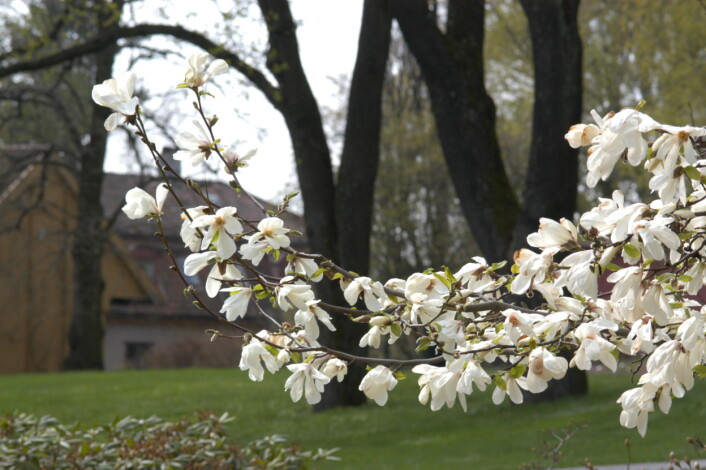 Snømagnolia. Magnoila kobus Snømagnolia. Magnoila kobus