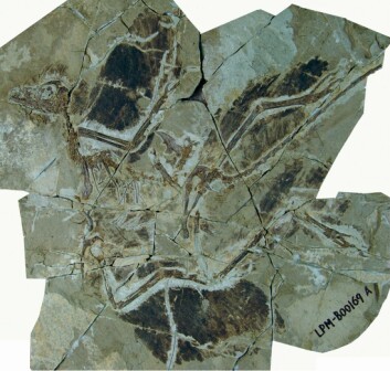 Fossilet av Anchiornis huxleyi var nær komplett da det ble funnet. Foto: Dongyu Hu, et al.