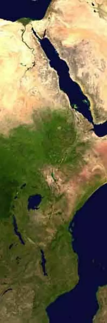 "Forskerne tror Afrikas Horn sakte men sikkert vil bevege seg vekk fra resten den afrikanske kontinentet, og at et nytt hav vil oppstå som en arm ut fra Rødehavet og Adenbukta mellom Afrika og den arabiske halvøy. (Illustrasjon: NASA)"