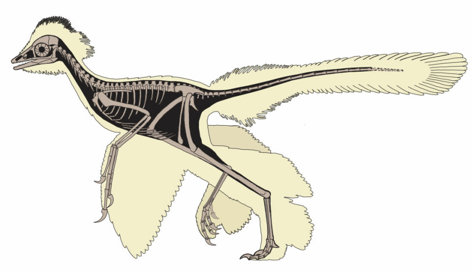 Skjelett og betydelig fjærprakt hos Anchiornis huxleyi. (Foto: Dongyu Hu, et al.)