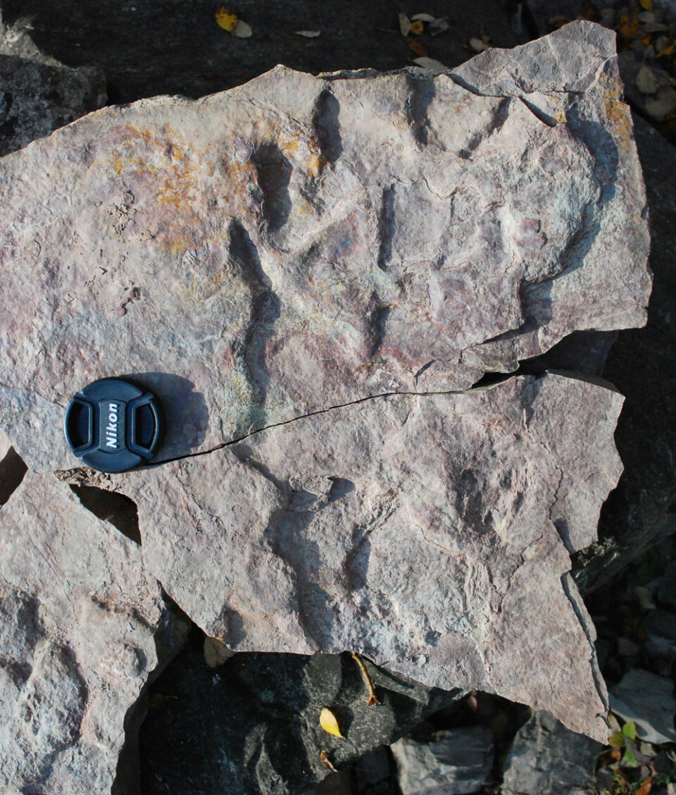Stort fotavtrykk etter et tetrapod som forskerne antar at var 2,5 meter lang. (Foto: Piotr Szrek)
