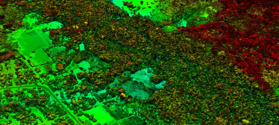 Dette LiDAR-bildet fra peruviansk Amazonia viser et område der det bygges vei og bygges ut inntil skogsområder. Den gamle skogen er rødfarget, mens nyvokst skog er grønn.  (Foto: Carnegie Airborne Observatory, Carnegie Institution for Science)