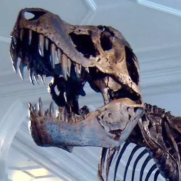 Tyrannosaurus Rex, i Manchester Museum (Foto: Billlion, Wikimedia, se lisens)