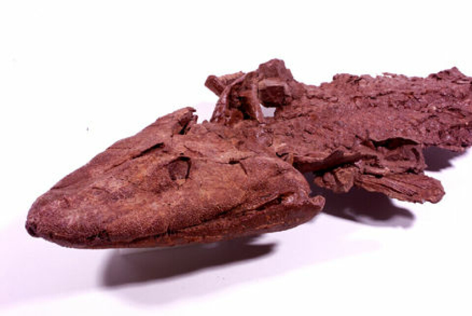 'Fossil av Tiktaalik roseae.'