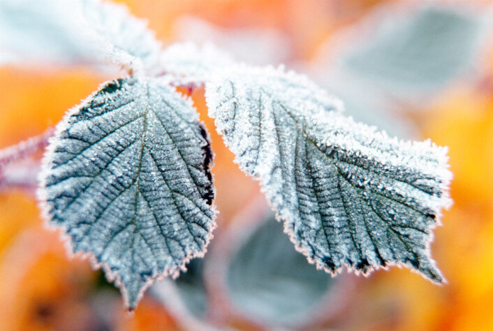 (Illustrasjonsfoto: www.colourbox.no) (Illustrasjonsfoto: www.colourbox.no)