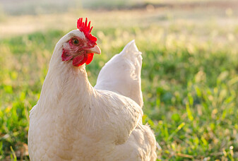 Forskere tror kyllinger var hellige før. Da fikk de leve lenger